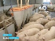 На ферме "Арианта" будут выращивать племенное поголовье свиней