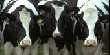 В Анивском районе Сахалина на 31% увеличилось поголовье крупного рогатого скота
