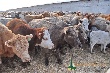 Россия: В Карачаево-Черкесии отмечен рост поголовья крупного рогатого скота
