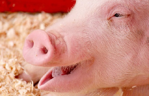 Краевое правительство утвердило дополнительную субсидию пермскому свинокомплексу