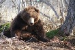 Томские медведи предпочитают мраморное мясо
