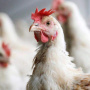 На юге Японии уничтожат 23 тыс. кур из-за вспышки гриппа птиц