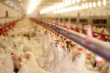 Среднеуральская птицефабрика перестала поставлять продукцию в торговые сети