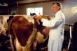 Срочная вакцинация крупного рогатого скота проводится вдоль сирийско-ливанской границы
