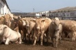Самый большой на юге Украины племенной завод крупного рогатого скота оказался на грани выживания
