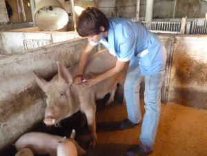 Второй этап вакцинации свиней завершают в Хабаровском крае, где была вспышка ящура