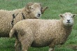 Росагролизинг поставил овец аграриям