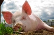 Эстонские свиноводы опасаются банкротств из-за введения запрета на экспорт живых свиней