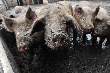 В Тульской области развивается животноводство В Тульской области развивается животноводство