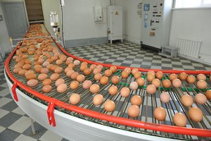 Украина стала лидером по экспорту яиц в ЕС, опередив США