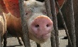 Запрет на ввоз свиней в Рязанскую область продлён на два месяца