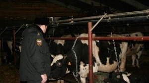 За долги кузбассовца арестовали 19 его коров