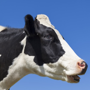 Сельхозорганизации России в 2025 году увеличили производство скота и птицы