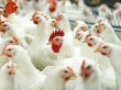 Экспортеры мяса птицы из США продолжают сотрудничать с Россией, несмотря на санкции