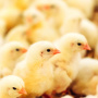 Зоозащитники установили, как немецкие птицеводы обходят запрет на выбраковку цыплят