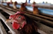 Названа дата закрытия птицефабрики в Хакасии