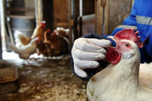В Курской области частично отменили карантин из-за птичьего гриппа