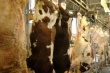 В Волгоградской области специалисты Россельхознадзора проводят проверки пунктов убоя скота