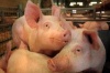 Украина временно запретила ввоз свинины из Беларуси