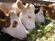Племенные коровы в общем маточном поголовье КРС России составляют 13% 
