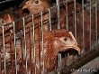 «Рефтинская» перестроит площадку Талицкого мясокомбината «Рефтинская» перестроит площадку Талицкого мясокомбината