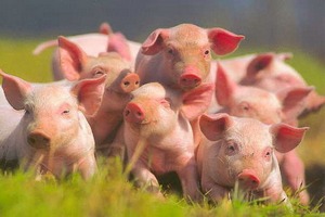 На Кубани идет строительство свиноводческого комплекса стоимостью 1,1 млрд рублей