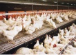 К 2020 году казахстанские птицеводы смогут полностью обеспечить отечественный рынок мясом - эксперт