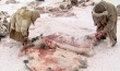 В Тазовском районе планируют заготовить более шестисот тонн оленины