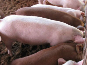 Украина увеличит рентабельность свиноводства