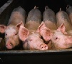 На колыме увеличат количество свиней