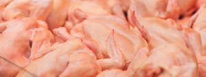Из охваченной птичьим гриппом Омской области пытались вывезти 18 тонн курятины