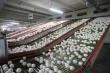 Птицефабрика «Котласская» планирует производить до 500 тысяч яиц в сутки