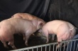 Генетики создали свиней–бодибилдеров по образцу знаменитых коров