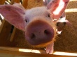 В 2014 г. в Германии изменятся правила содержания свиней