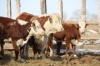 Правительство Амурской области планирует ужесточить контроль по заготовке кормов