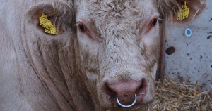 Директор фермы в Брянской области присвоил чужое стадо из 33 бычков