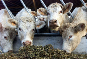 В Шотландии у крупного рогатого скота обнаружен чесоточный клещ