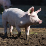 Поголовье свиней в Казахстане продолжает сокращаться