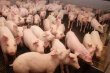 Строительство свинокомплекса в Якутии позволит получать 400 тонн мяса в месяц