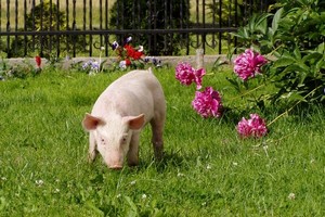 В окрестностях германского Любека бесчинствуют дикие свиньи, а в Австрии решается вопрос о запрете на посещение животноводческих комплексов