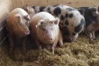 В Тульской области «Агроэко» будет выращивать 420 тысяч свиней