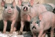 Африканская чума свиней угрожает Европе