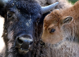 В США собираются истребить сотни бизонов