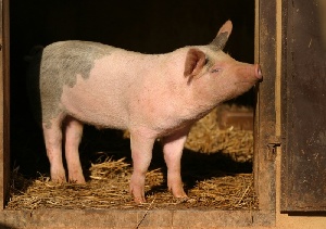 В Чехии уменьшилось свиней убойных кондиций