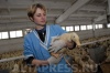 Единственная в Алтайском крае утиная птицефабрика "Чикен-Дак" продается за 12,5 млн. долларов