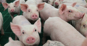 В марте в странах Евросоюза снизились котировки цен на товарных свиней