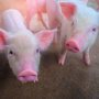 Производство свинины в Китае в этом году выросло на 8%