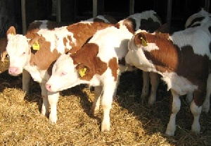 В Крым не пропустили сотню телят из Сумской области