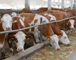 «АгроМилк» интенсифицирует производство говядины