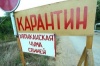 Чума на головы свиней